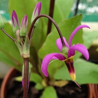 Primula 'Queen Victoria' 